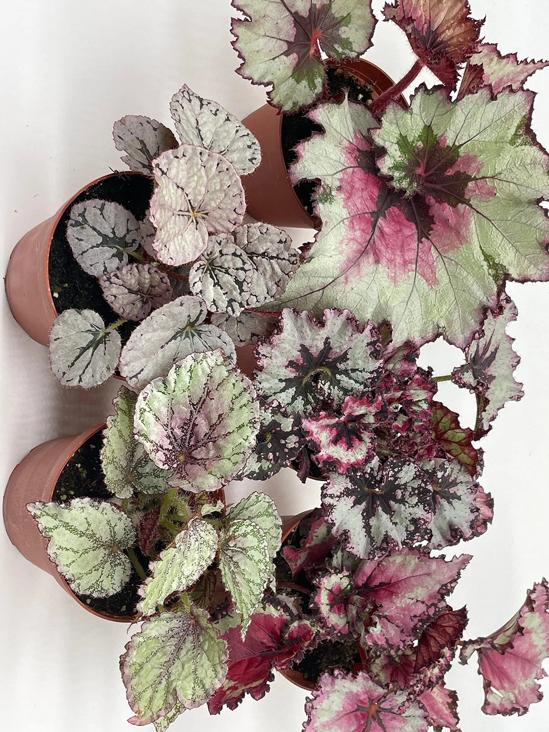 Harmony's Begonia Rex Assortment, Cold Pastel Winter, 4 inch, Set of 5, Painted-Leaf Begonia, Unique Homegrown Exclusive, Variegated